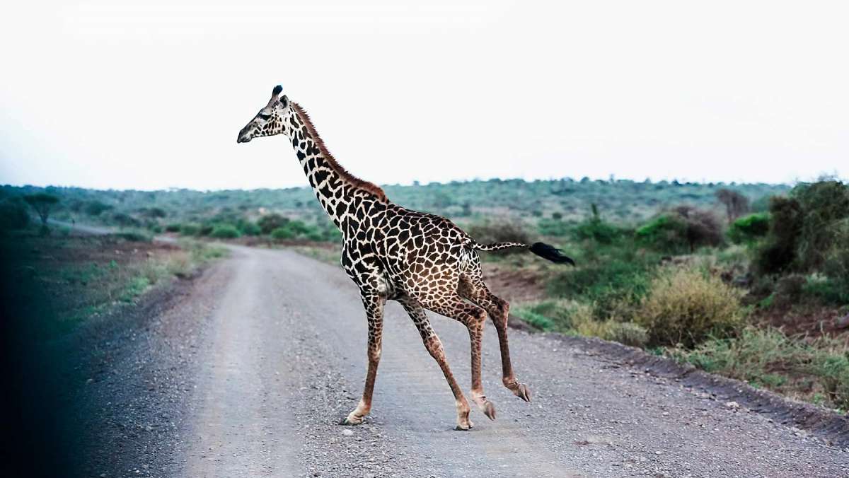5 Day Affordable Kenya Safari