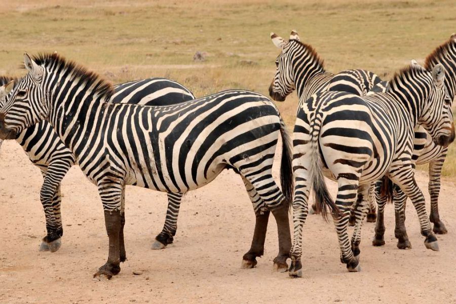 looking foraffordable Kenya safari