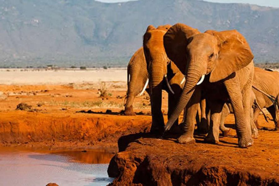 5 days affordable Kenya safari