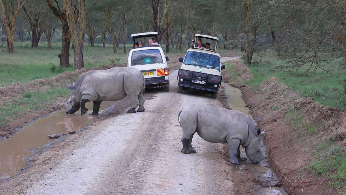 Budget Kenya Safari