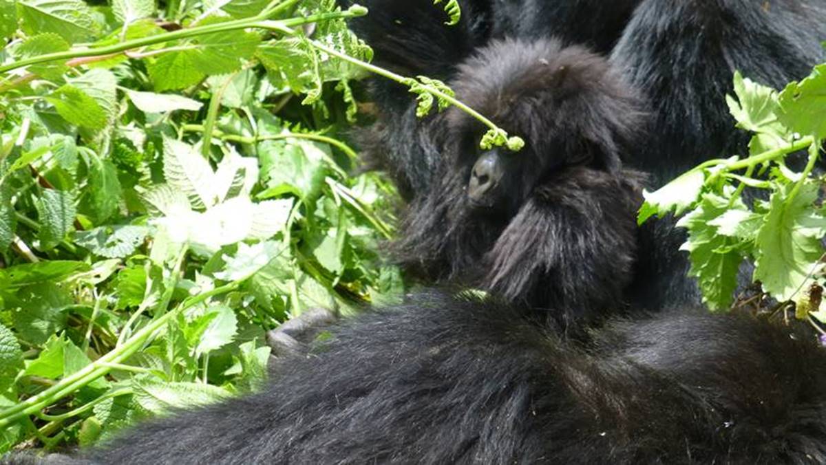 Cheap gorilla trekking Uganda safari