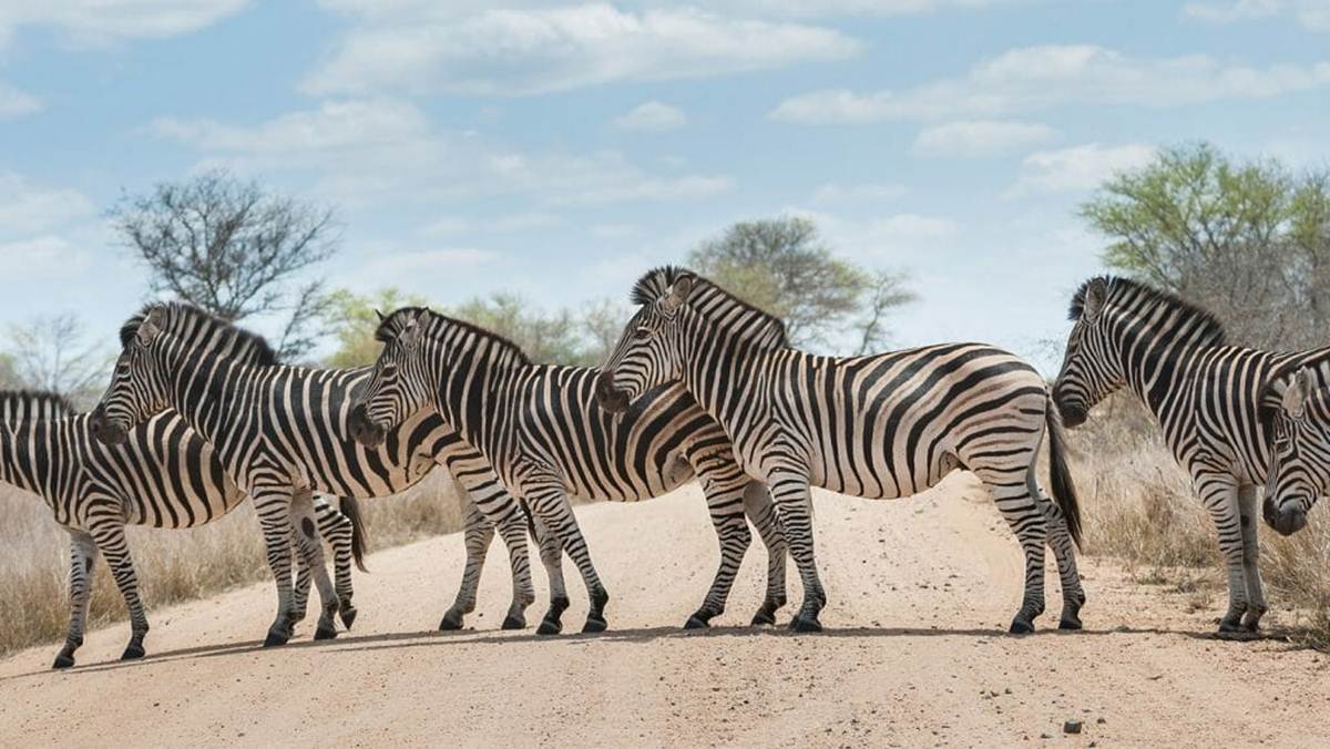 5 Day Kruger Park Safari