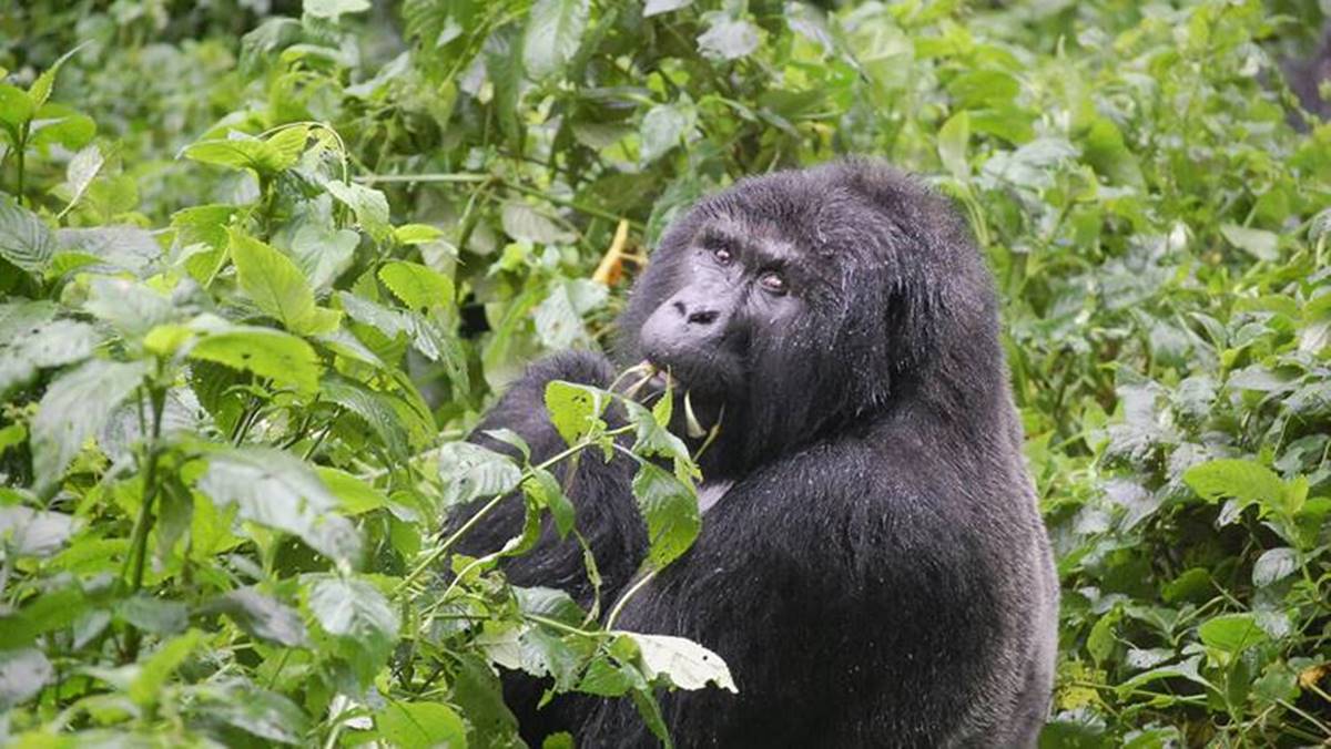 5 Day Luxury Gorilla Tour Uganda