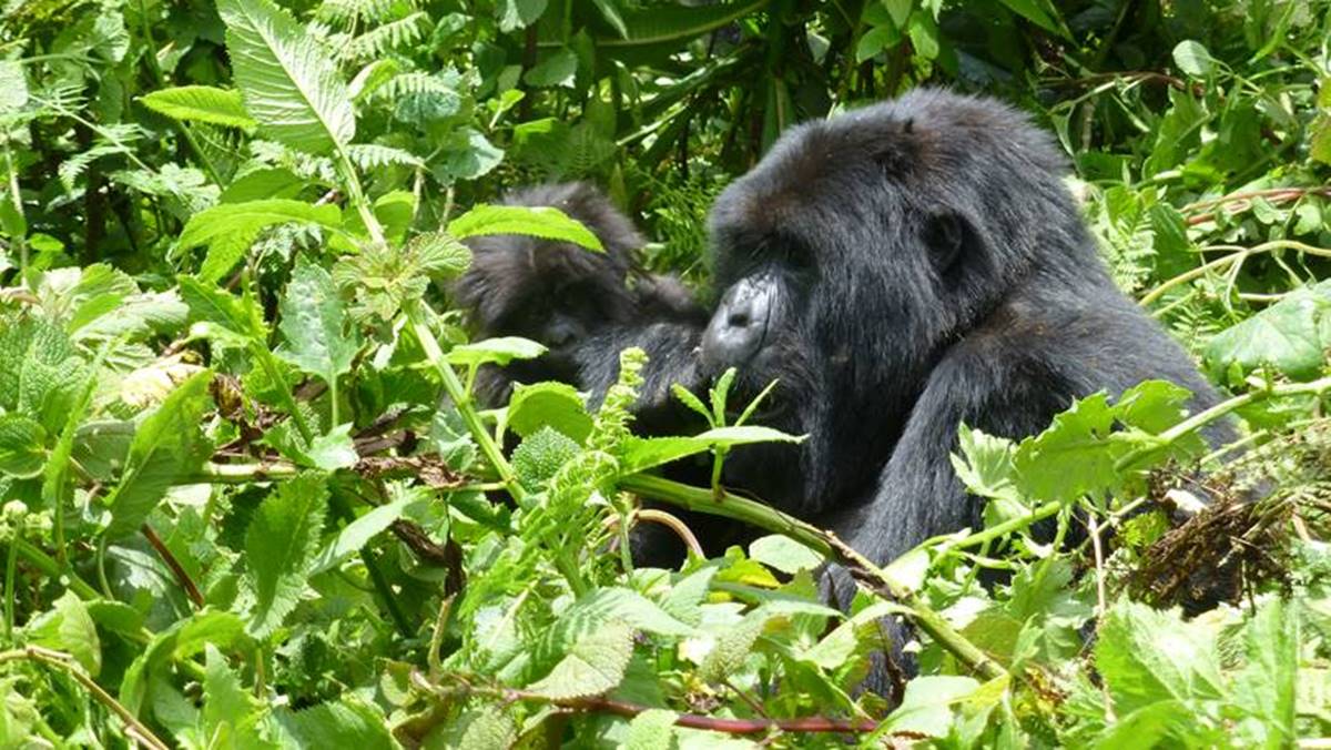 5 Day Luxury Gorilla Tour Uganda