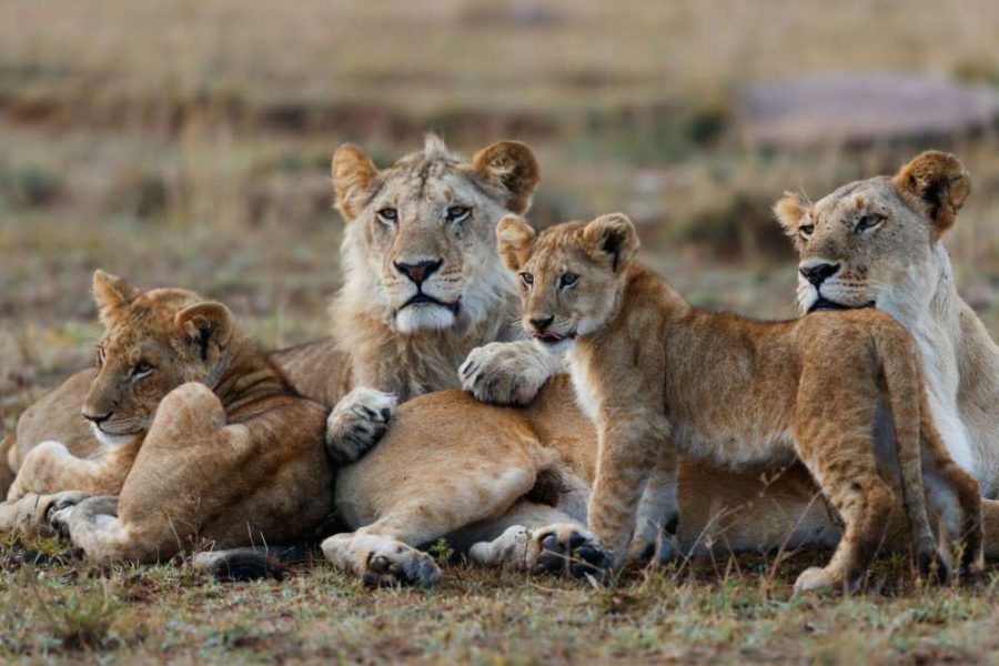 enjoy Luxury safari in Kenya