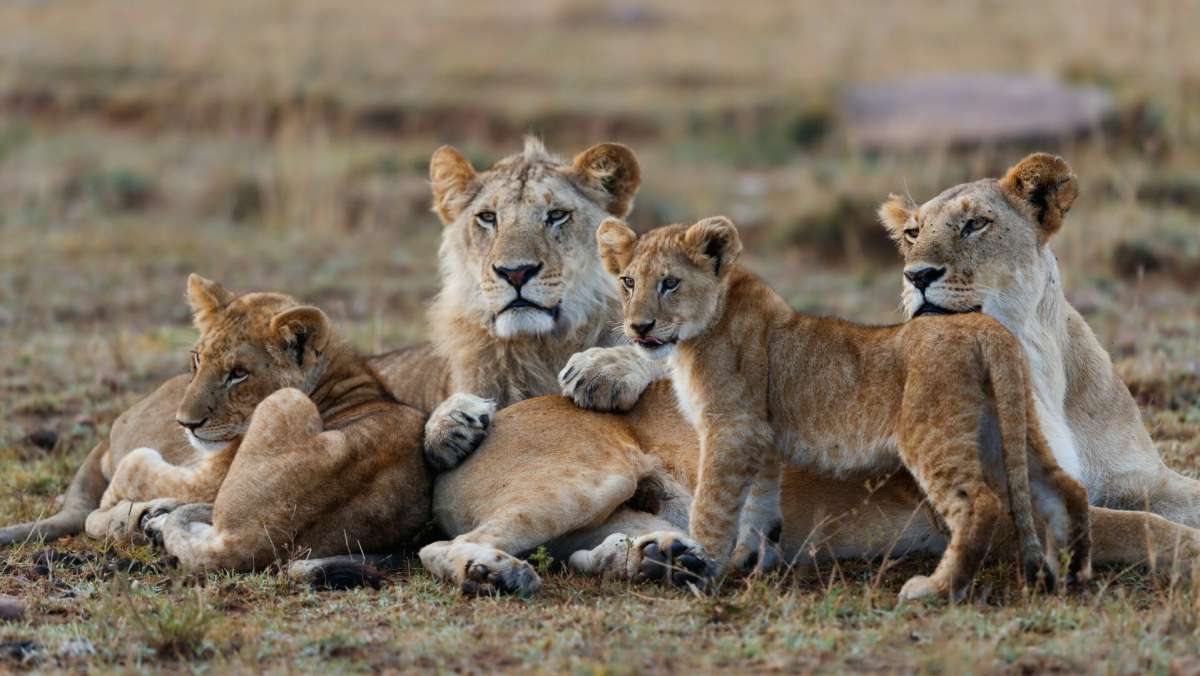 5 day Luxury Safari in Kenya