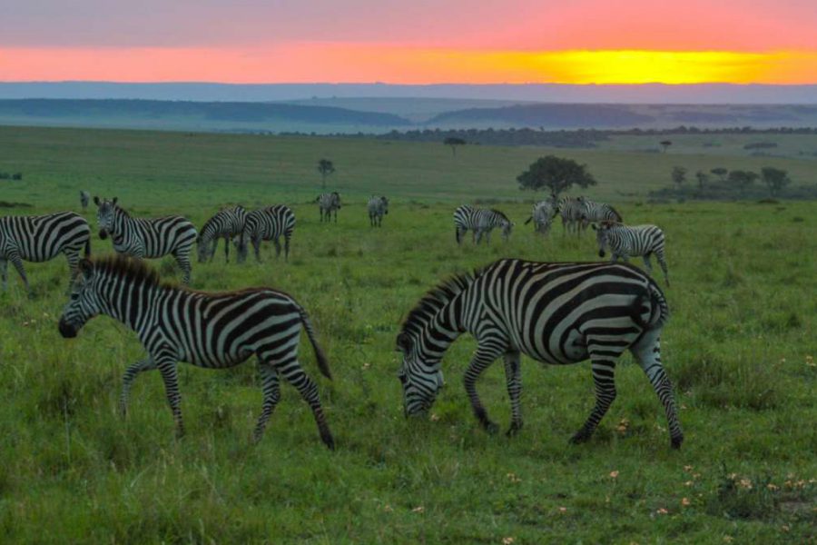 5 days Luxury safari in Kenya