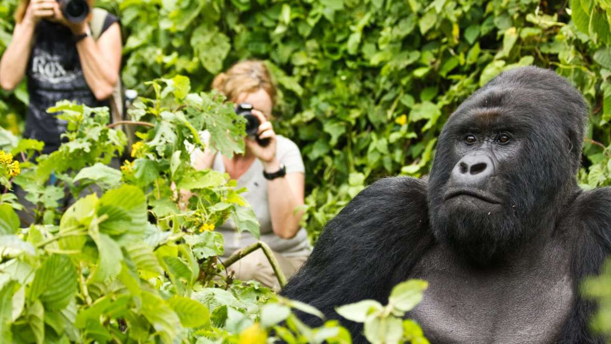 5 Day Rwanda Budget Gorilla Trip