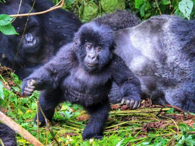 5 day Rwanda Budget Gorilla Trip