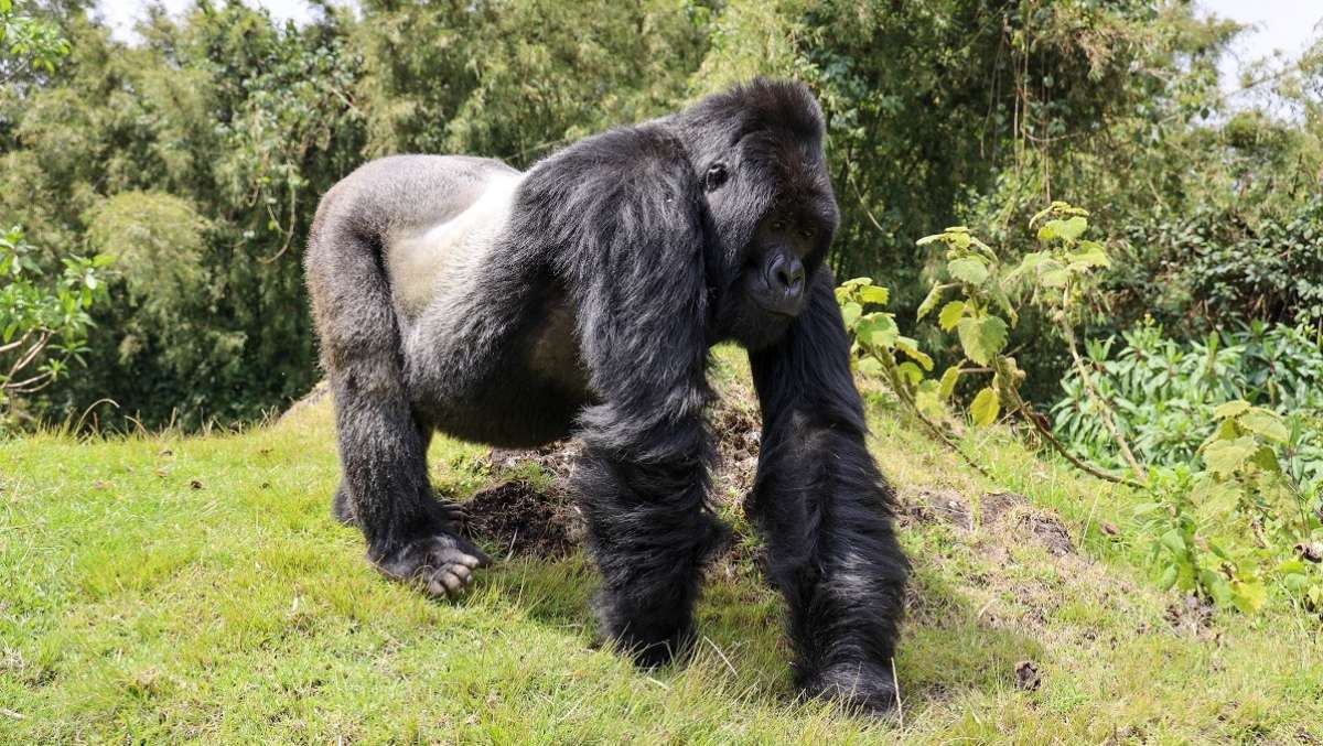 5 Day Rwanda Budget Gorilla Trip