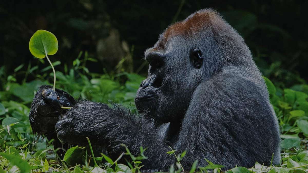 5 day Rwanda Budget Gorilla Trip