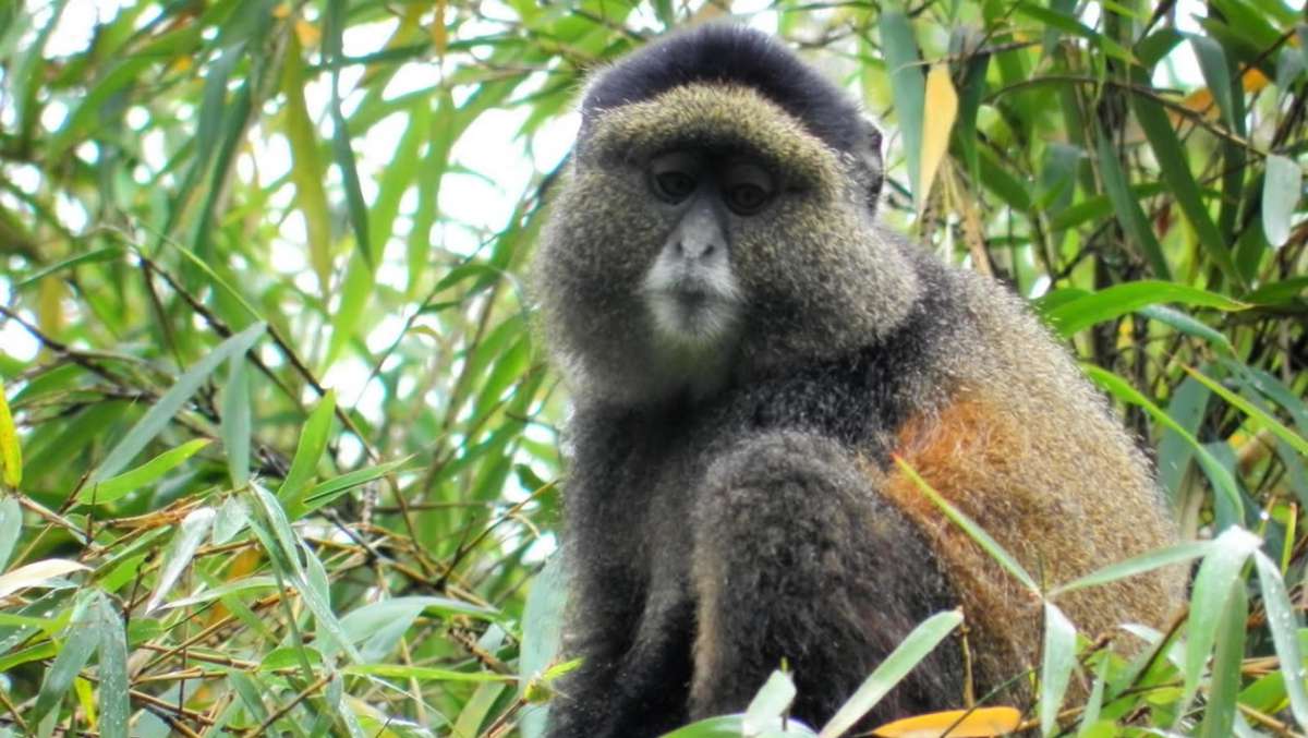 5 Day Rwanda Gorilla Trip