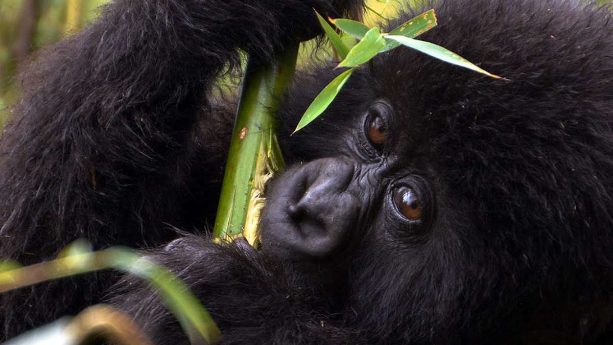 5 Day Rwanda Gorilla Trip