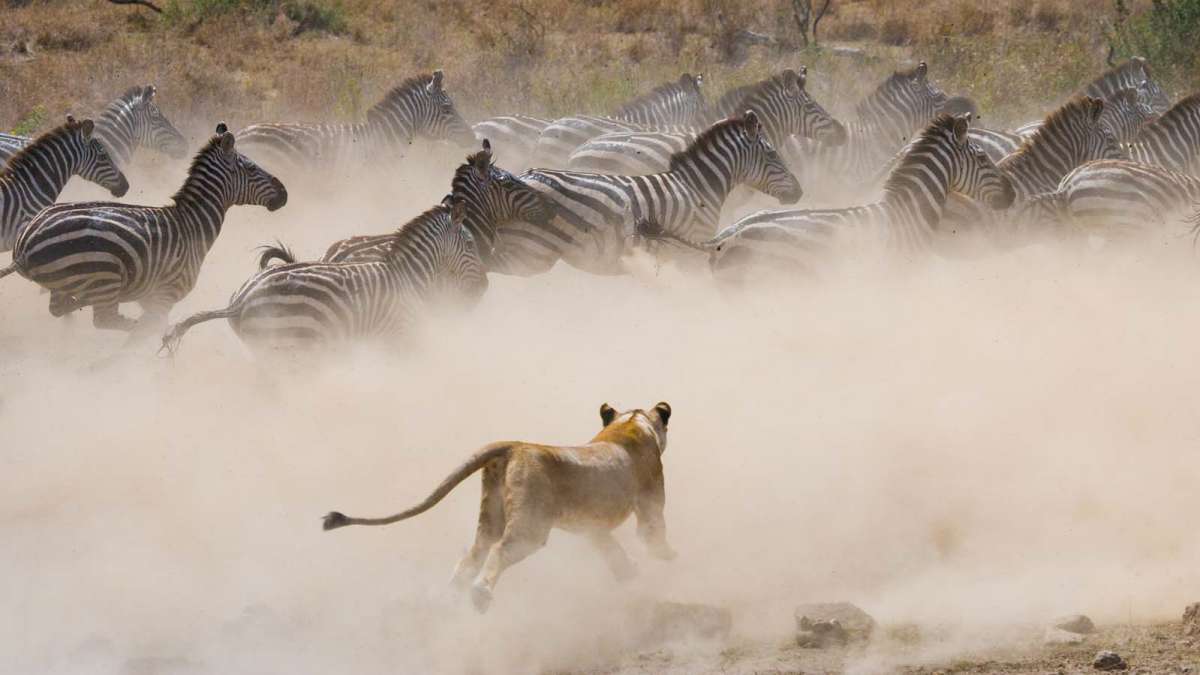 Best Luxury Safari in Kenya