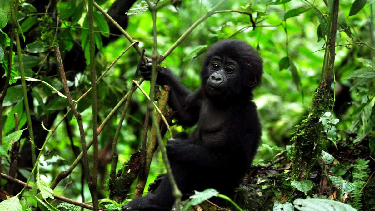 5-Days-Gorilla-Trek-Uganda
