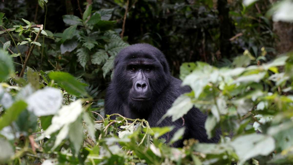 5 Day Gorilla trek Uganda Tour