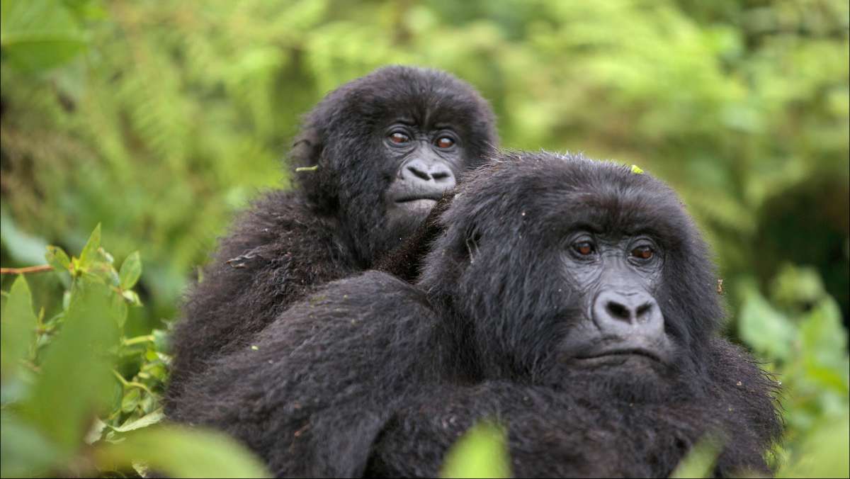 5 Day Gorilla trek Uganda Tour