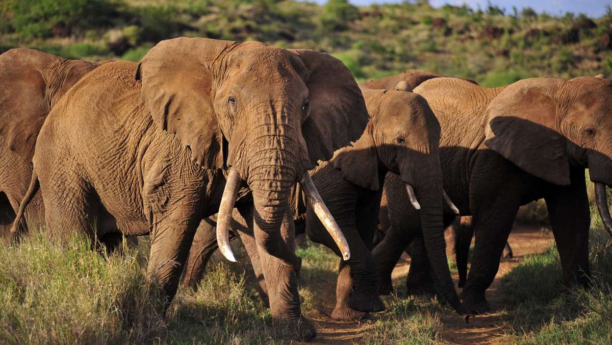 5-day Kenya Luxury Safari