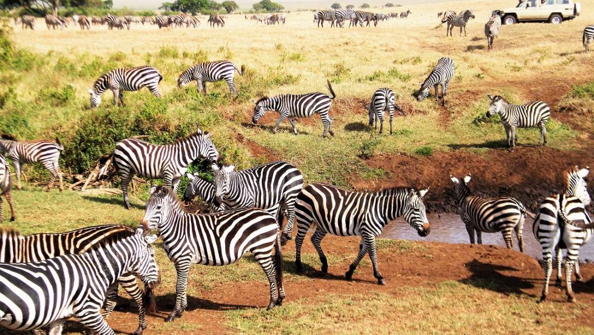 5 day Kenya luxury Safari