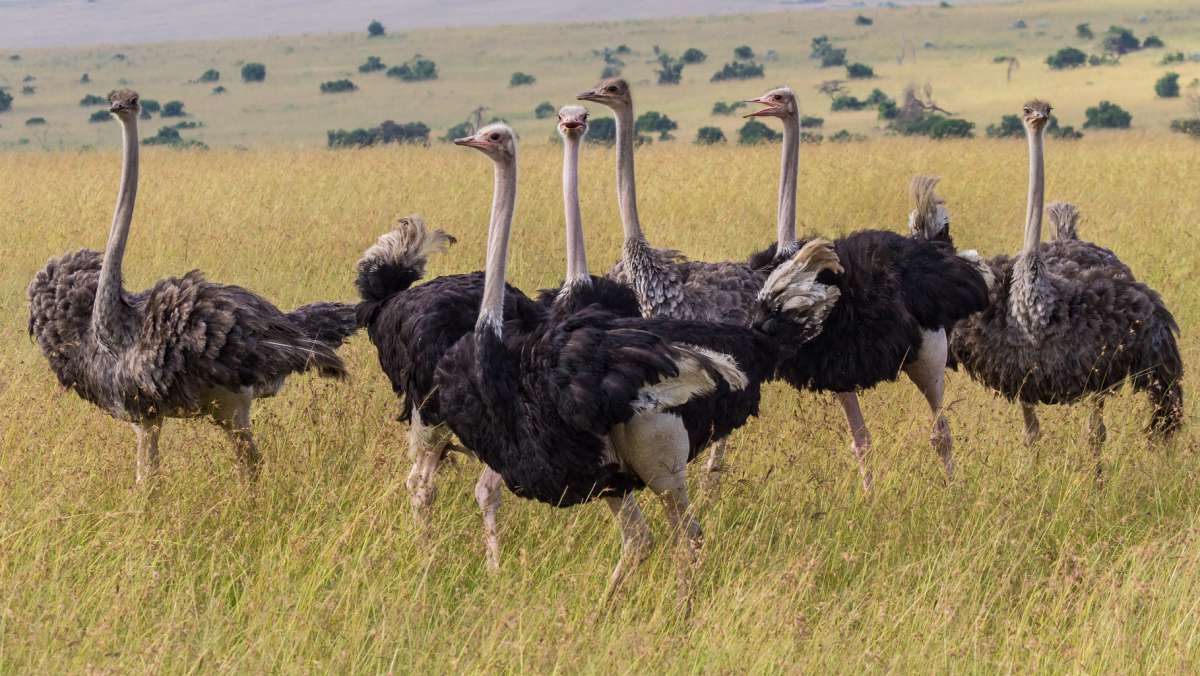 5-day Kenya Luxury Safari