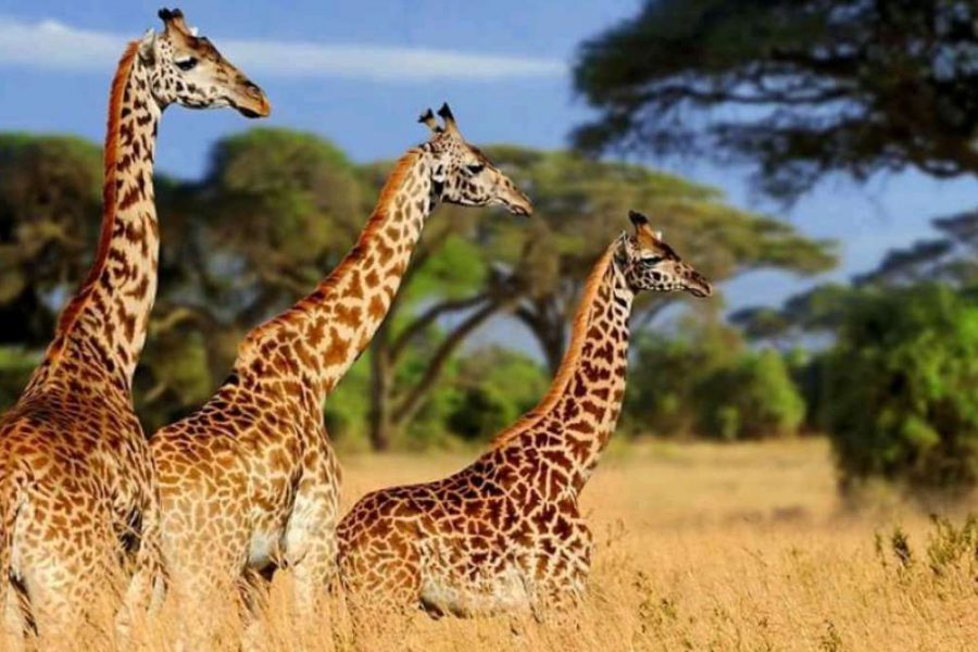 Kenya Camping Safari wildlife