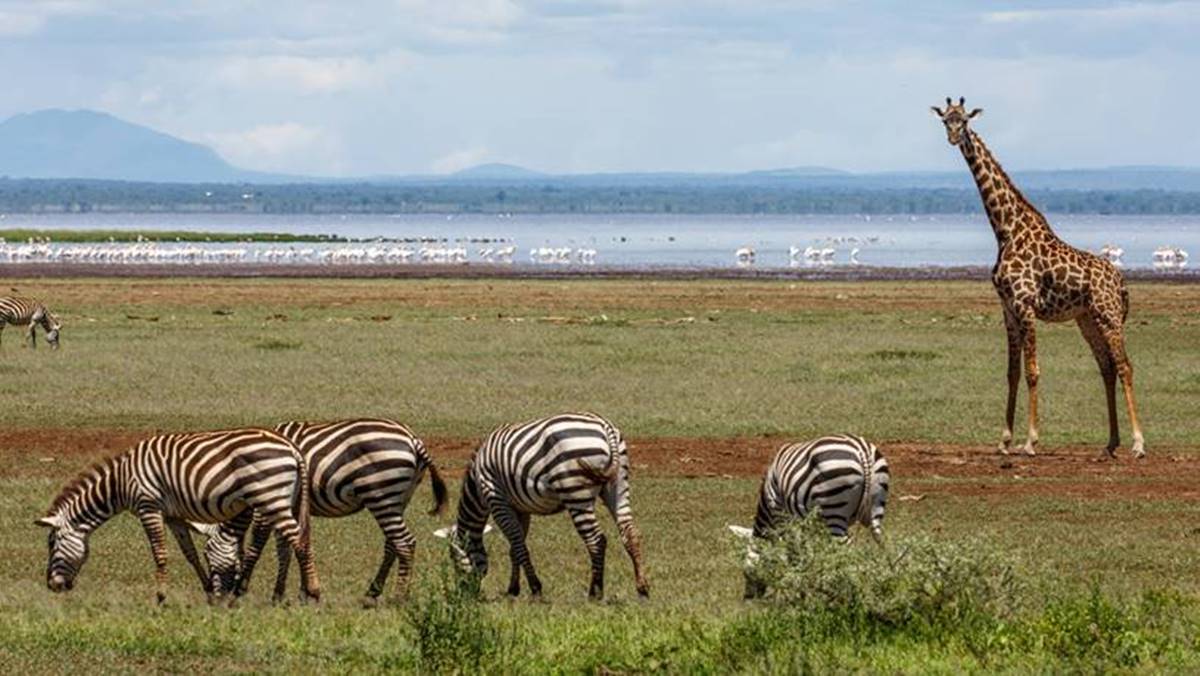 6 Day Lake Manyara Serengeti Ngorongoro Safari