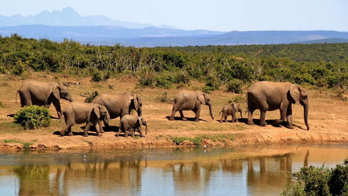 6 Day Rwanda Wildlife Safari