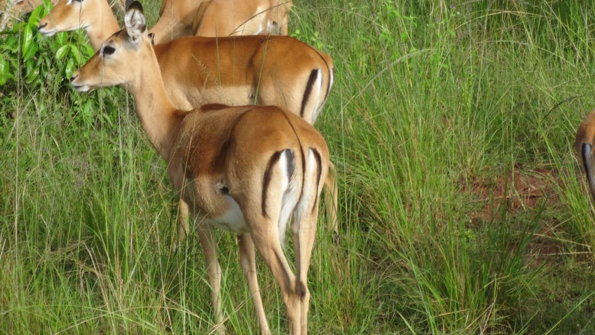 6 Day Rwanda Wildlife Safari