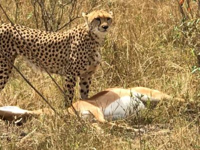 Wonderful Luxury safari in Kenya