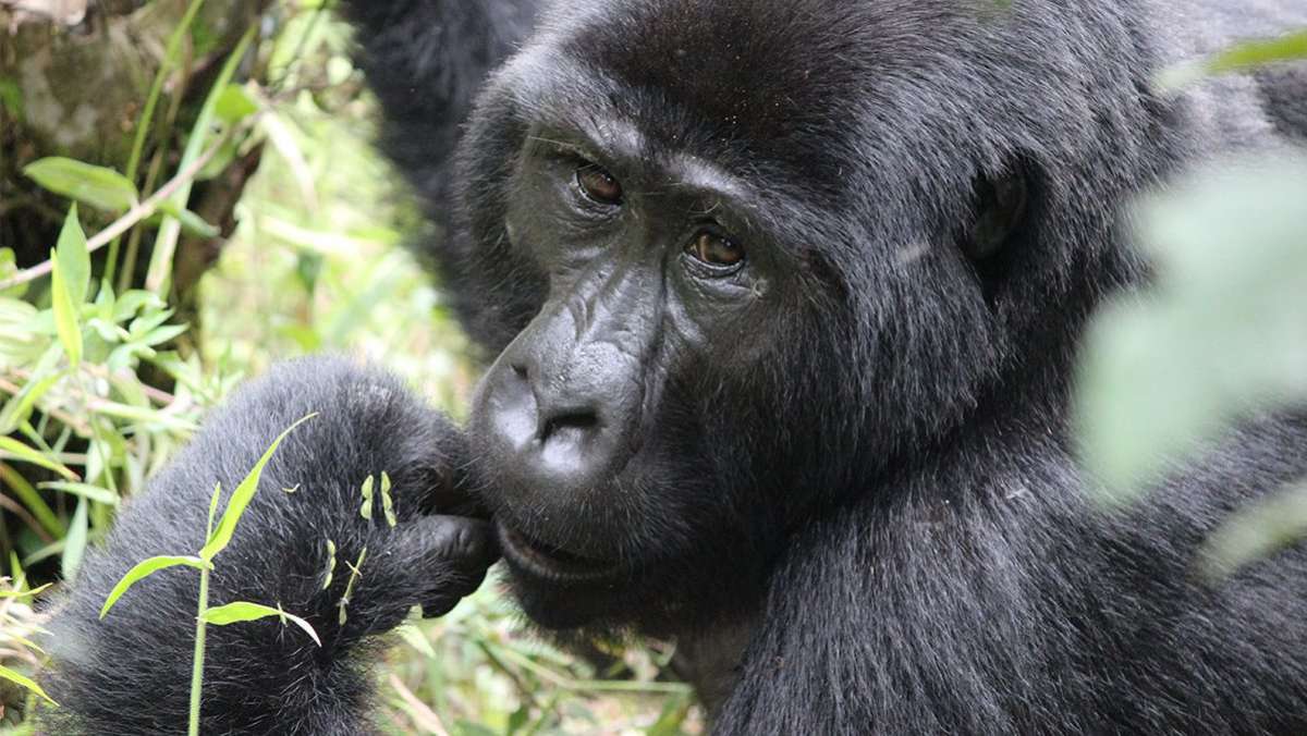 6 Days Gorilla Trekking Uganda Luxury Safari