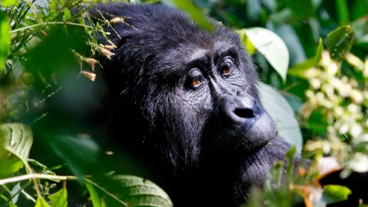 Gorilla trekking Uganda luxury safari