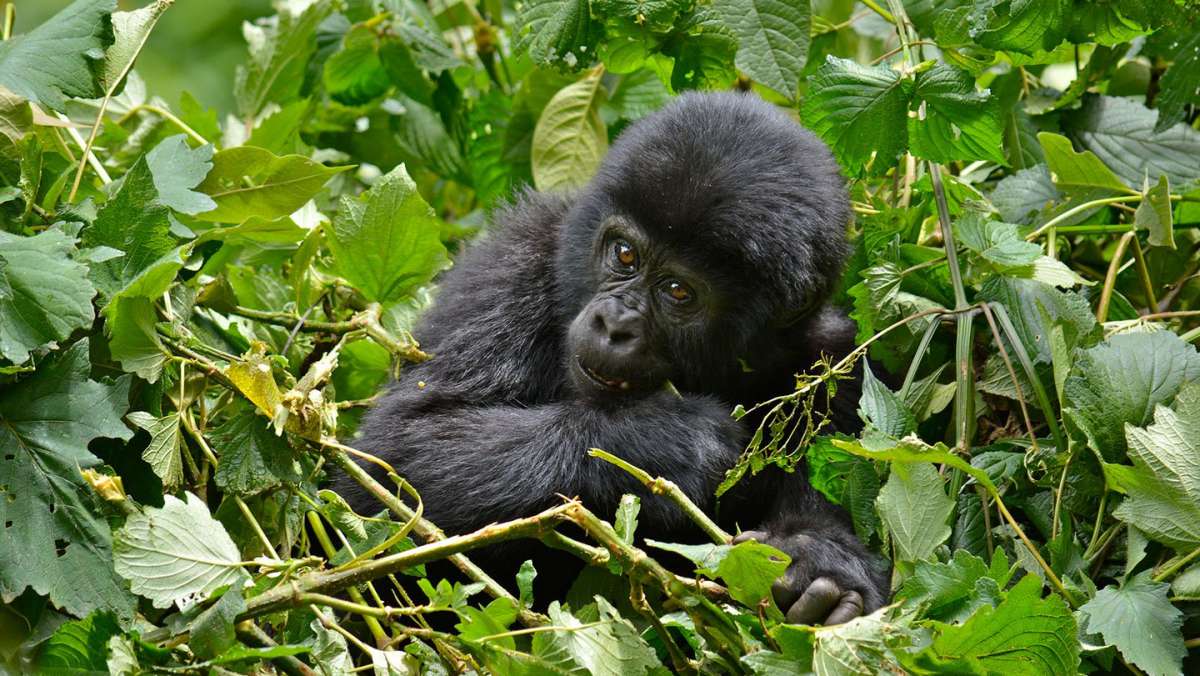 7 Day Cheap Rwanda Gorilla Holiday Safari