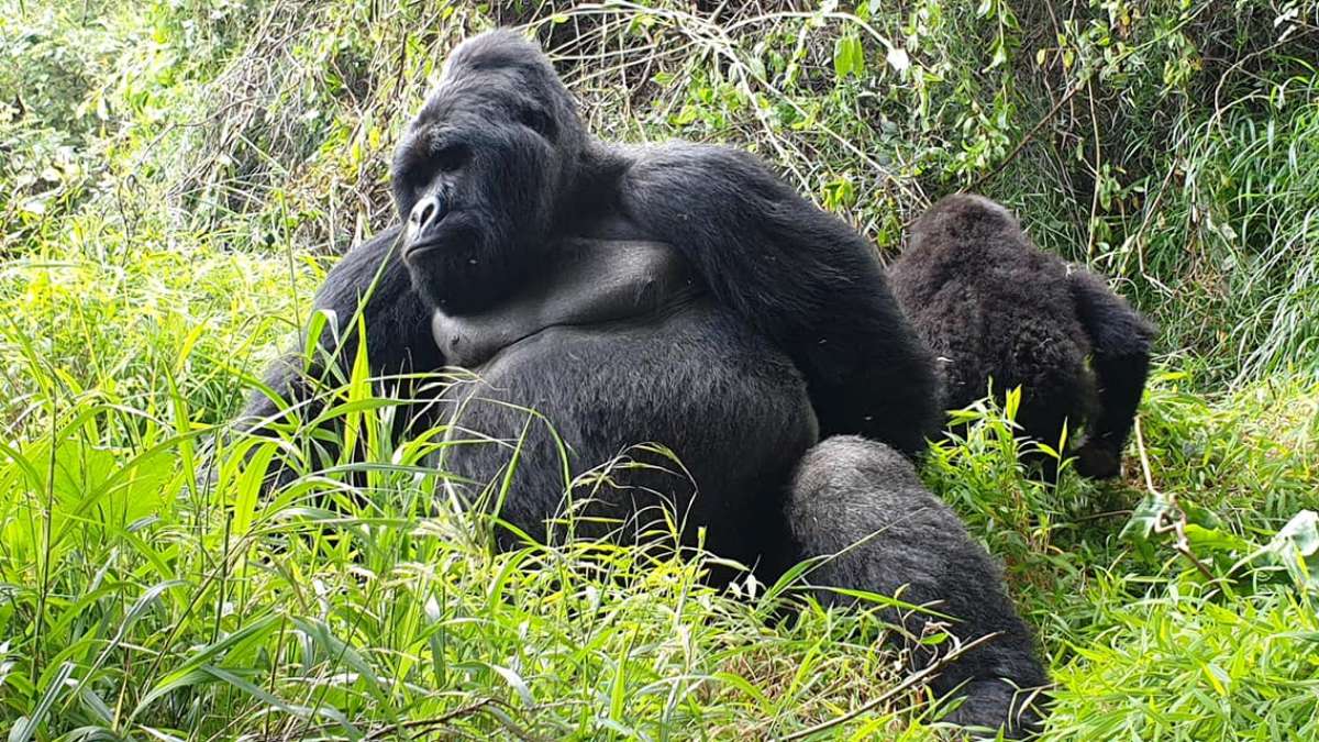 7 Day Cheap Rwanda Gorilla Holiday Safari