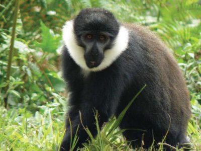 7 Day Rwanda Safari Holiday
