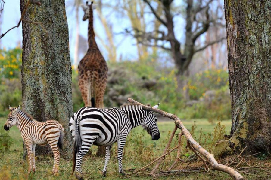 Budget camping safari Kenya Zebras