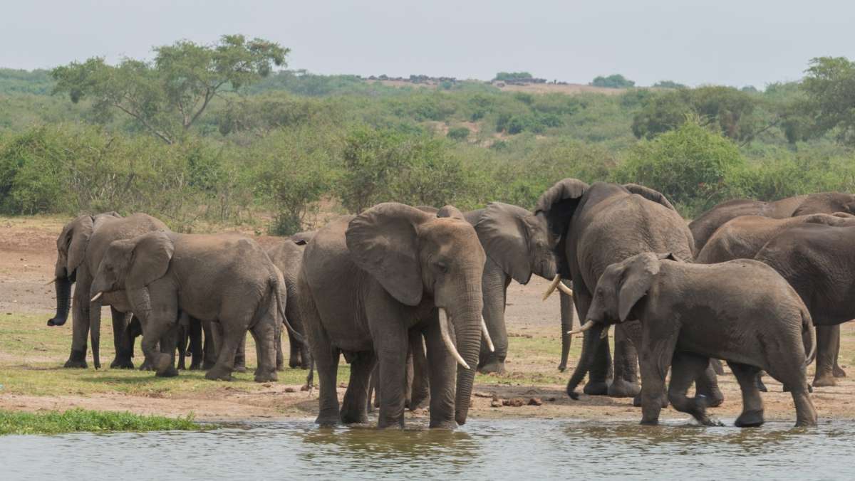 9 day Affordable Safari Tour in Uganda