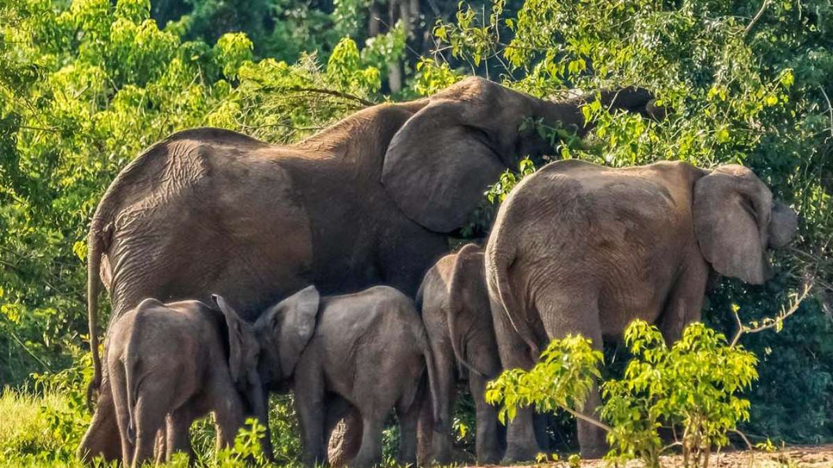9 day Affordable Safari Tour in Uganda