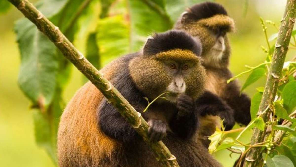 9 Day Rwanda Gorilla Safari
