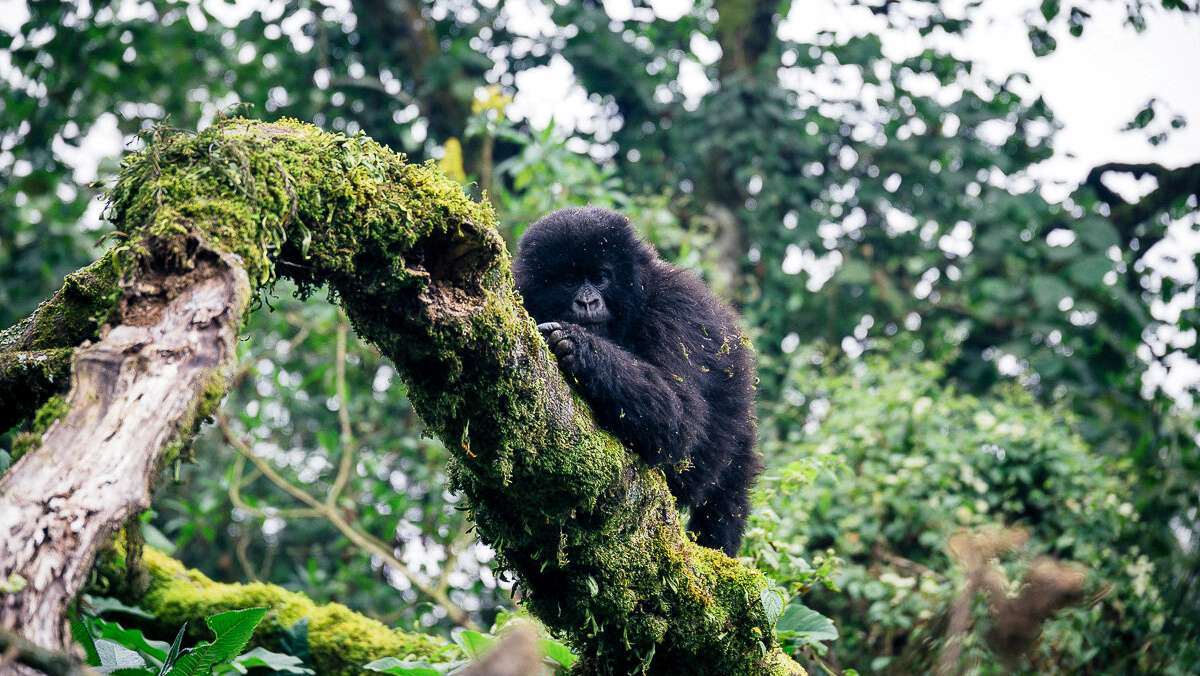 9 Day Rwanda Gorilla Safari