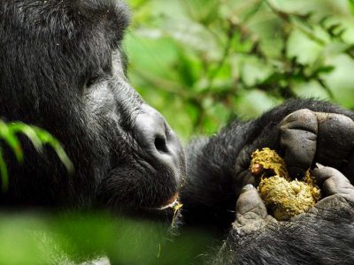 9 day Uganda Gorilla Tour