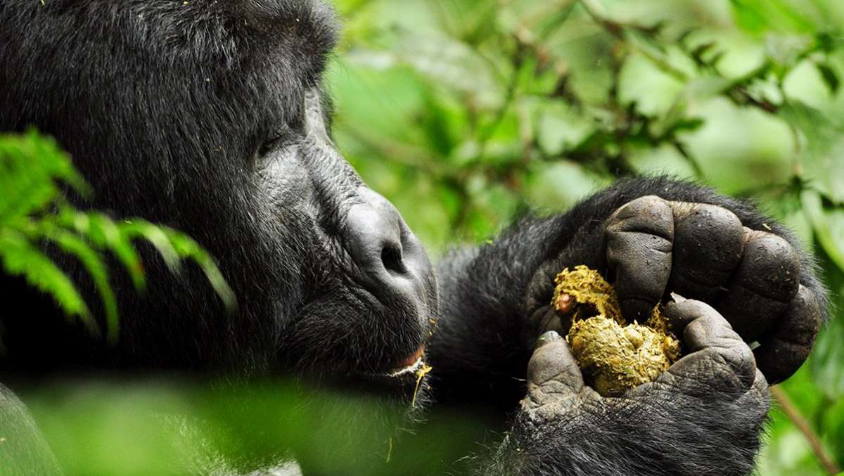 9 day Uganda Gorilla Tour
