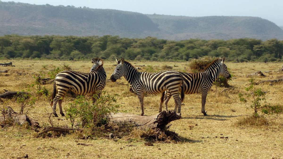 6 day Affordable safari Tanzania