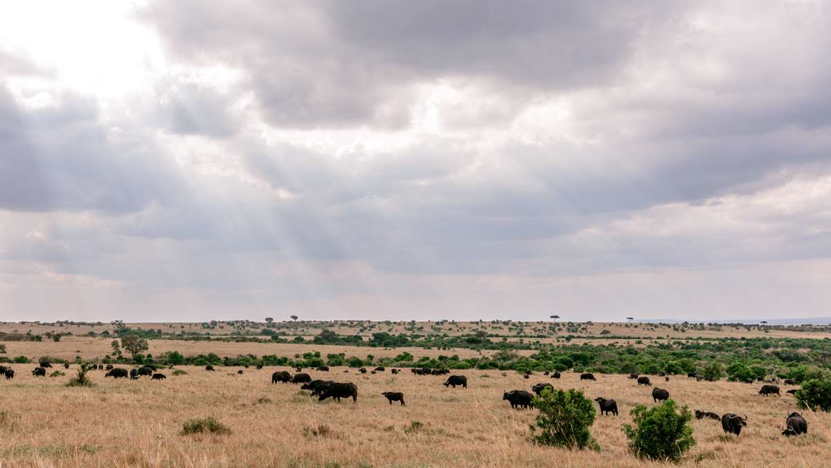 Amazing Kenya safari
