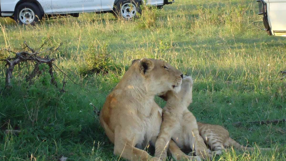 Amazing Kenya safari