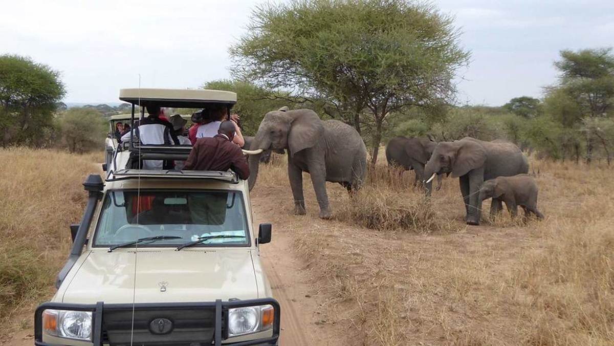Best African Safari Tours