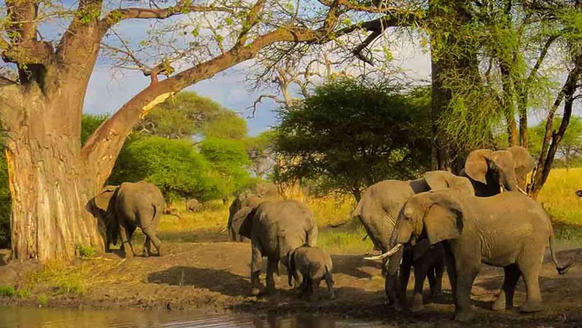 Best Budget Safari Tanzania