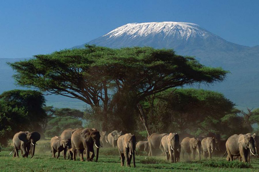 10 days Best budget safari Tanzania
