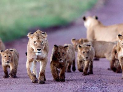 Best budget safari Tanzania