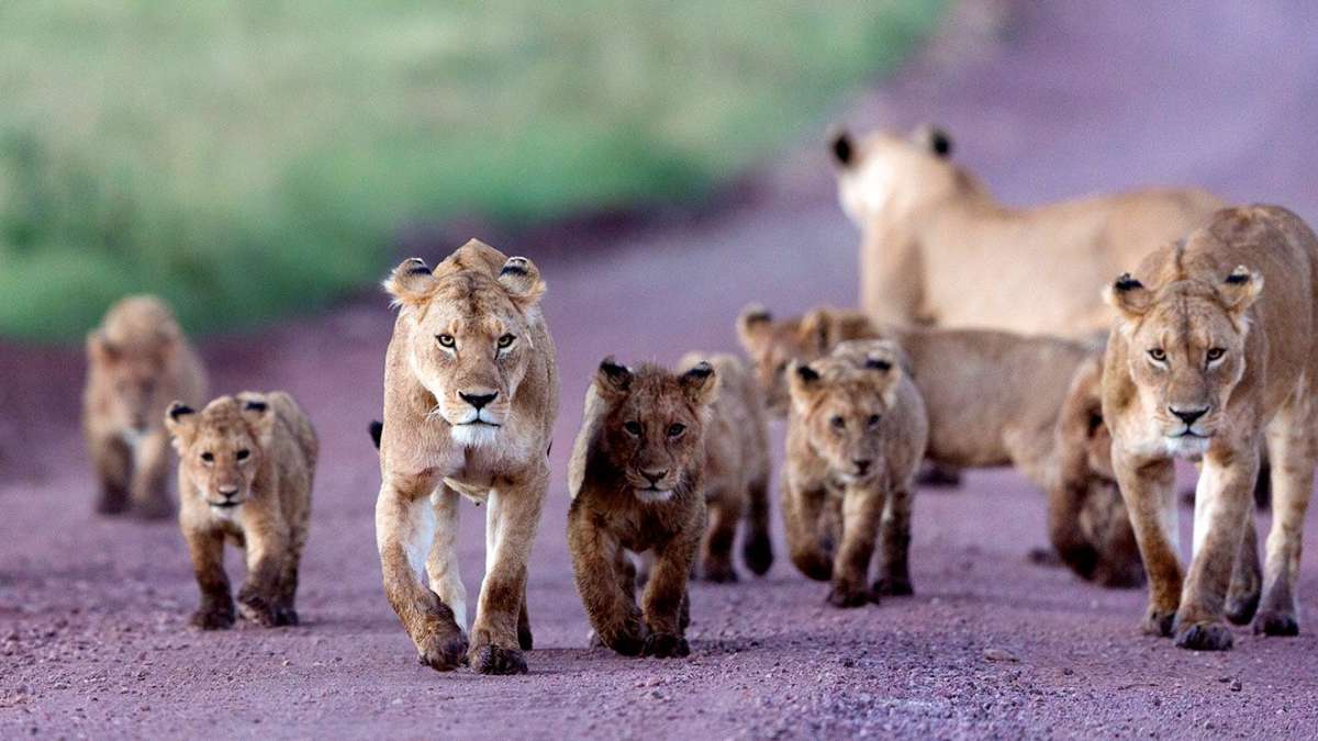 Best budget safari Tanzania