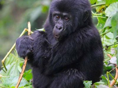 Best Uganda Gorilla Tour
